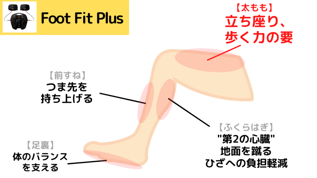 Foot Fit Plusが鍛える各筋肉の役割